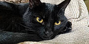 Kazoo a rejoint le concours — aidez-le/la à gagner de superbes lots ! animal, black_cat, blanket, cat, close_up, comfort, cozy, cute, domestic_cat, feline, fur, indoor, pet, portrait, relaxed, resting, sleepy, texture, whiskers, yellow_eyes