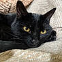 animal, black_cat, blanket, cat, close_up, comfort, cozy, cute, domestic_cat, feline, fur, indoor, pet, portrait, relaxed, resting, sleepy, texture, whiskers, yellow_eyes