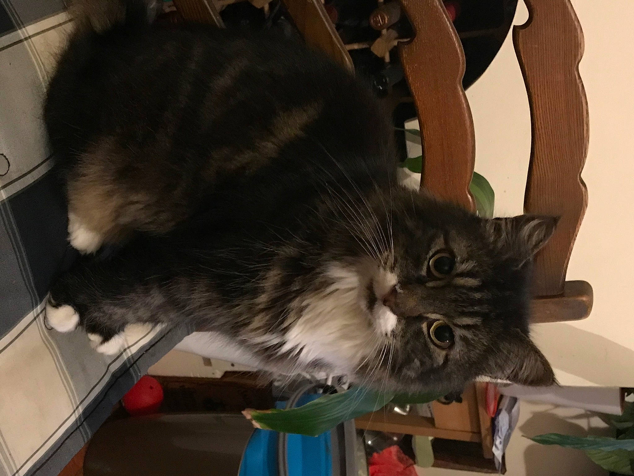 Chascon is registered to the contest to win money with this photo: asian, asian_semi_longhair, carnivore, cat, domestic_long_haired_cat, domestic_short_haired_cat, european_shorthair, fawn, felidae, fur, kitten, maine_coon, norwegian_forest_cat, persian, ragamuffin, small_to_medium_sized_cats, whiskers