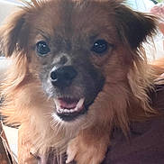 Scout is registered to the contest to win money with this photo: animal, brown_fur, canine, car, close_up, companion, cute, dog, fluffy, friendly, greenery, happy, indoors, nature, pet, portrait, seat, smiling, teeth, window