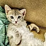 kitten, cat, pet, animal, feline, cute, indoor, couch, blanket, fur, whiskers, ears, paw, relaxed, young, adorable, soft, domestic, resting, cozy