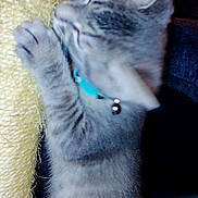 Bugz joined the competition — help win amazing prizes! kitten, gray_tabby, scratching_post, collar, bell, indoor, pet, feline, paw, fur, cute, young_animal, clawing, close_up, toy, furniture, orange_wall, texture, cat, animal