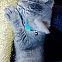 kitten, gray_tabby, scratching_post, collar, bell, indoor, pet, feline, paw, fur, cute, young_animal, clawing, close_up, toy, furniture, orange_wall, texture, cat, animal