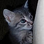 kitten, cat, cute, curious, closeup, feline, pet, animal, whiskers, ears, claws, soft, indoor, young, fur, eyes, playful, paws, exploration, dim_light