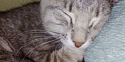 Bugz is registered to the contest to win money with this photo: cat, sleeping, tabby, gray, whiskers, pet, fur, closeup, cozy, resting, animal, cute, soft, pillow, indoor, calm, relaxation, mammal, peaceful, snuggling
