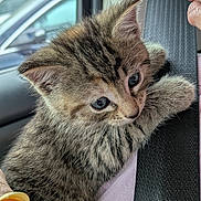 Rajah is registered to the contest to win money with this photo: kitten, cat, tabby, fur, whiskers, car, seatbelt, hand, human, curious, closeup, pet, animal, cute, indoor, soft, young, face, clinging, window