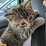 kitten, cat, tabby, fur, whiskers, car, seatbelt, hand, human, curious, closeup, pet, animal, cute, indoor, soft, young, face, clinging, window