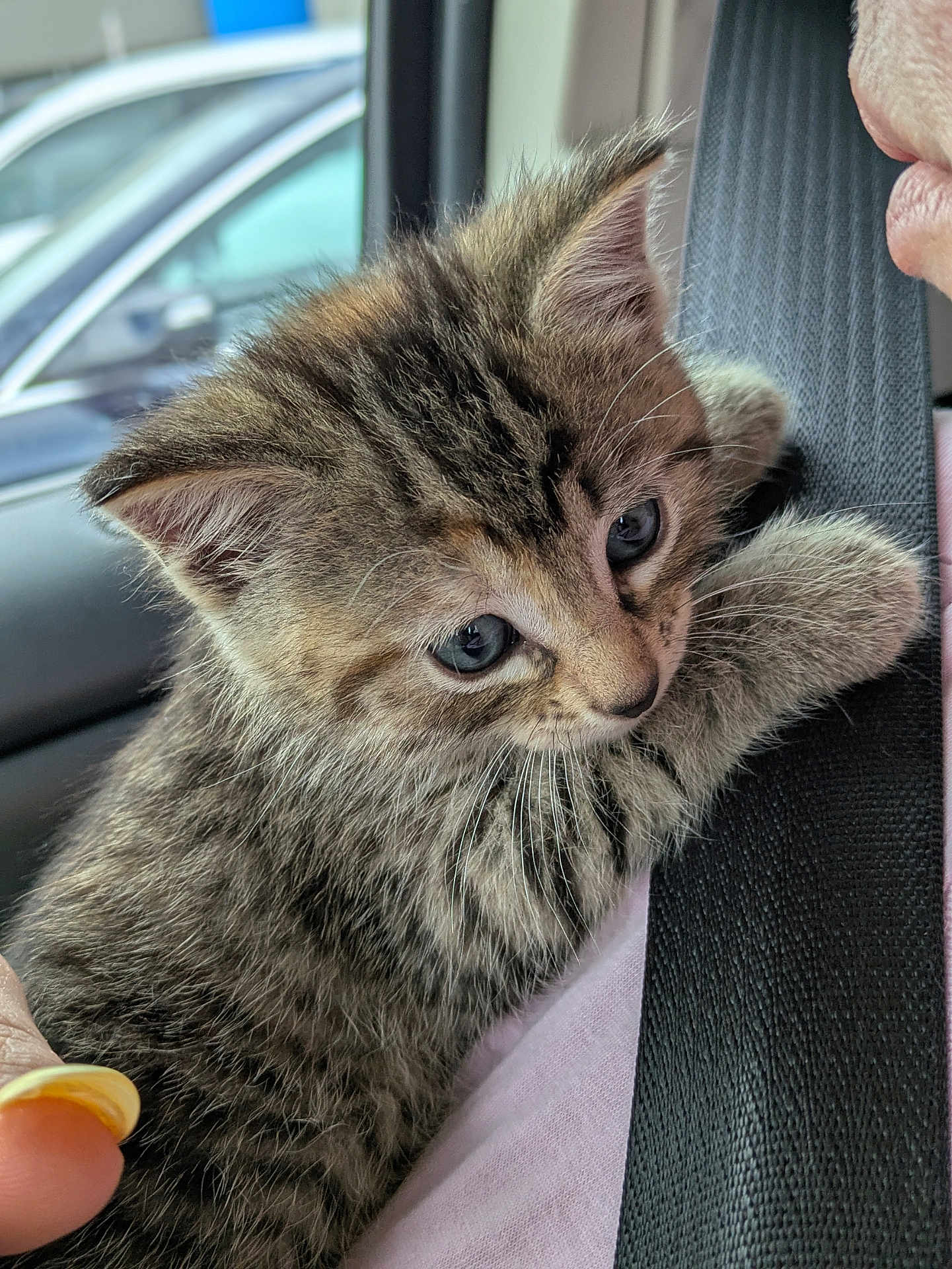 Rajah is registered to the contest to win money with this photo: kitten, cat, tabby, fur, whiskers, car, seatbelt, hand, human, curious, closeup, pet, animal, cute, indoor, soft, young, face, clinging, window
