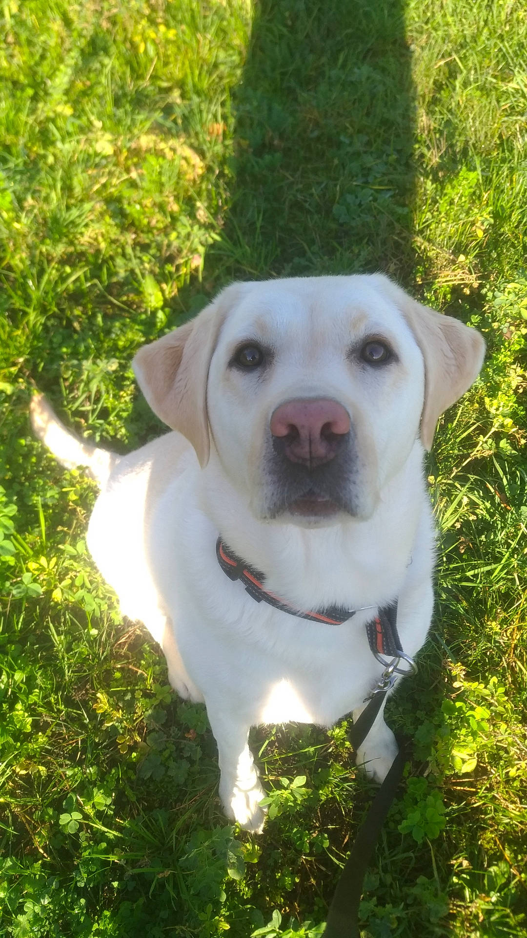 Jody a rejoint le concours — aidez-le/la à gagner de superbes lots ! canidae, carnivore, collar, companion_dog, dog, dog_breed, dog_collar, dogo_guatemalteco, fawn, grass, grass_family, green, hunting_dog, non_sporting_group, pet_supply, snout, sporting_group, whiskers, working_animal, working_dog