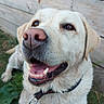 Jody participe au concours pour gagner de l'argent avec cette photo : dog, labrador, yellow_lab, pet, animal, portrait, close_up, smiling, happy, outdoor, grass, wooden_fence, backyard, collar, leash, snout, nose, teeth, fur, photography