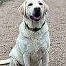dog, labrador, cream_coat, sitting, smiling, happy, pet, collar, outdoor, gravel, path, stone_wall, greenery, park, portrait, front_view, canine, floppy_ears, open_mouth, natural_light