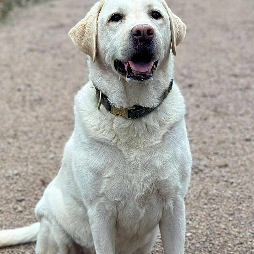 Jody a rejoint le concours — aidez-le/la à gagner de superbes lots ! dog, labrador, cream_coat, sitting, smiling, happy, pet, collar, outdoor, gravel, path, stone_wall, greenery, park, portrait, front_view, canine, floppy_ears, open_mouth, natural_light