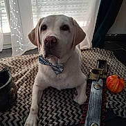 Jody participe au concours pour gagner de l'argent avec cette photo : dog, cream_dog, labrador, pet, bow_tie, sitting, indoors, living_room, blanket, patterned_blanket, window, curtains, natural_light, portrait, companion_animal, toy_pumpkin, skateboard, floor, cute, close_up