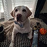 dog, cream_dog, labrador, pet, bow_tie, sitting, indoors, living_room, blanket, patterned_blanket, window, curtains, natural_light, portrait, companion_animal, toy_pumpkin, skateboard, floor, cute, close_up