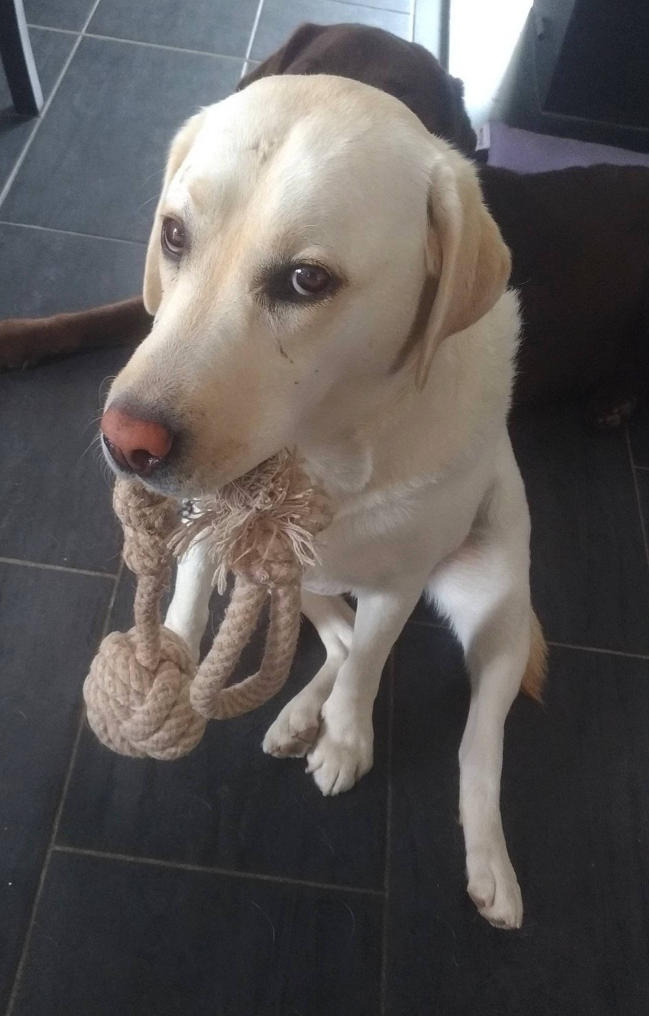 Jody participe au concours pour gagner de l'argent avec cette photo : canidae, carnivore, collar, companion_dog, couch, dog, dog_breed, dog_collar, fawn, floor, flooring, gun_dog, labrador_retriever, mammal, pet_supply, retriever, snout, sporting_group, tile, working_animal