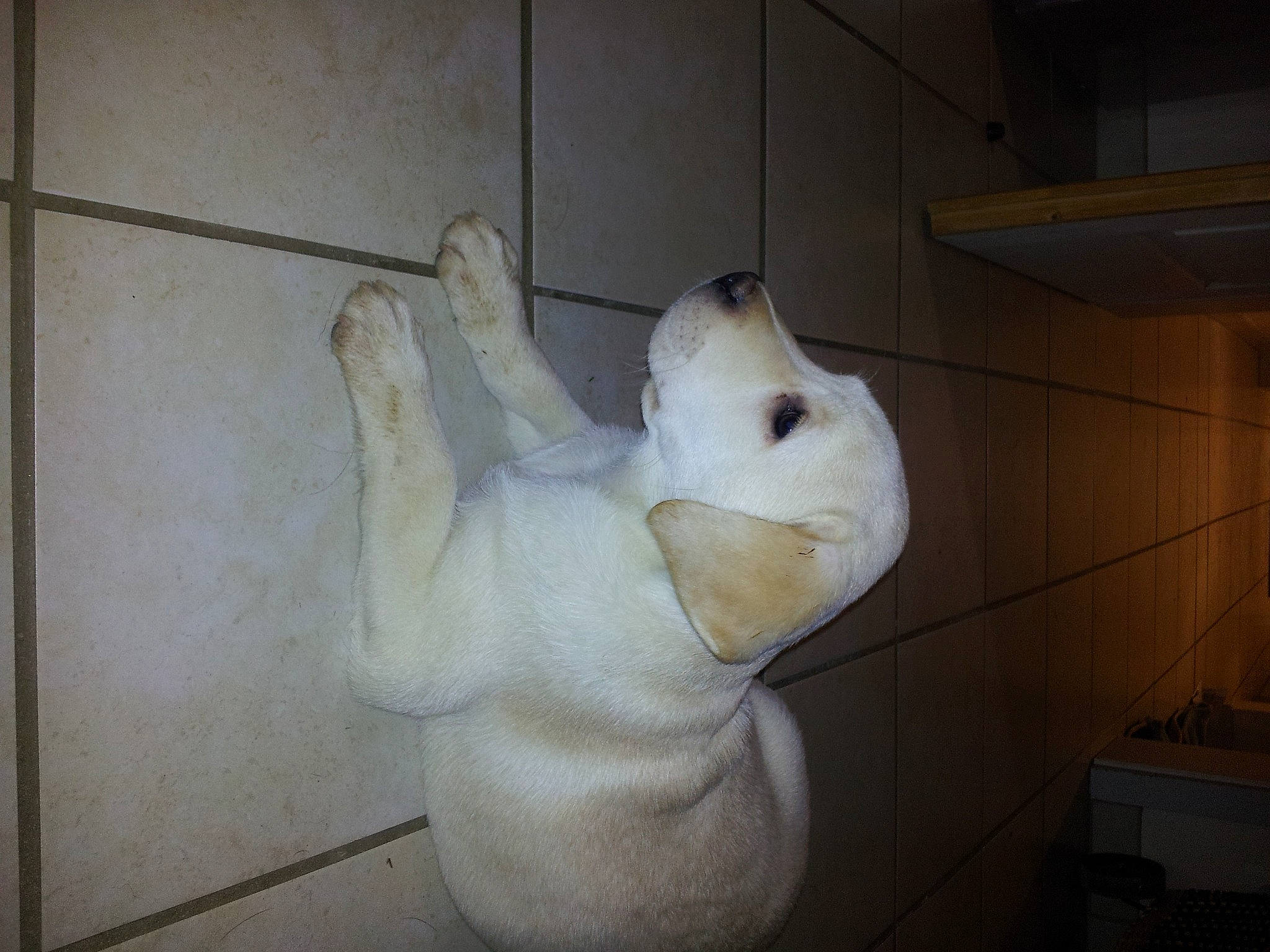 Jody participe au concours pour gagner de l'argent avec cette photo : canidae, carnivore, companion_dog, dog, dog_breed, foot, sculpture, terrestrial_animal, toe