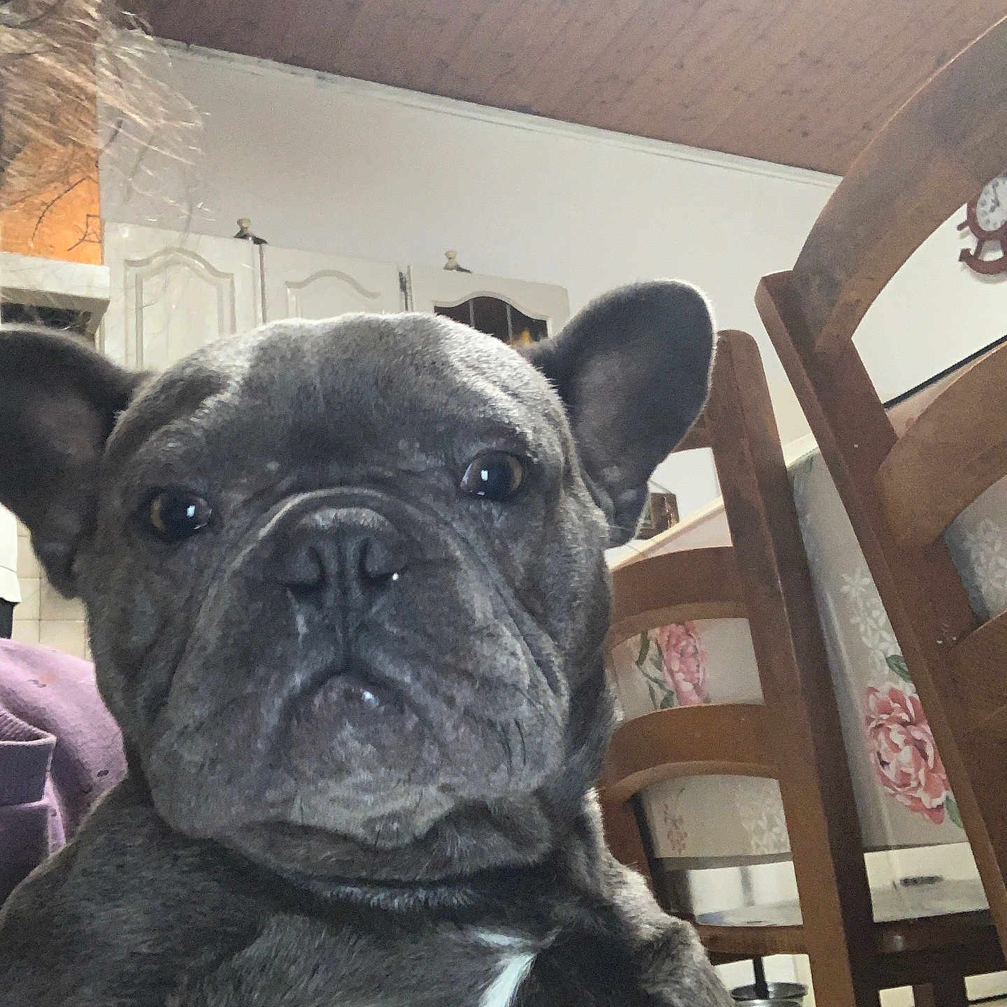 Tyson participe au concours pour gagner de l'argent avec cette photo : animal, black_coat, chair, close_up, companion, cute, dog, ears, eyes, face, floral, french_bulldog, home, indoor, pet, portrait, table, tablecloth, white_patch, wooden