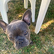 Tyson participe au concours pour gagner de l'argent avec cette photo : dog, french_bulldog, grass, outdoor, pet, animal, ears, looking_up, white_chair, daylight, curious, close_up, snout, grass_patch, canine, domestic_animal, companion, playful, nature, summer