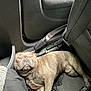 Tyson participe au concours pour gagner de l'argent avec cette photo : dog, brindle, sleeping, car, floor, seat, seatbelt, interior, pet_hair, relaxed, animal, canine, smile, closed_eyes, resting, cozy, vehicle, companion, cute, domestic_animal