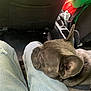 dog, french_bulldog, lap, denim, jeans, car_interior, seat, pet, resting, sleepy, animal, close_up, casual, comfort, vehicle, companion, relaxation, ear, fur, friendship