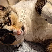 Xena a rejoint le concours — aidez-le/la à gagner de superbes lots ! abyssinian, angora, animal, armchair, bodypart, brasssection, cat, chair, furniture, hardwood, horn, kitten, manx, mouth, musicalinstrument, person, pet, siamese, sleeping, wood