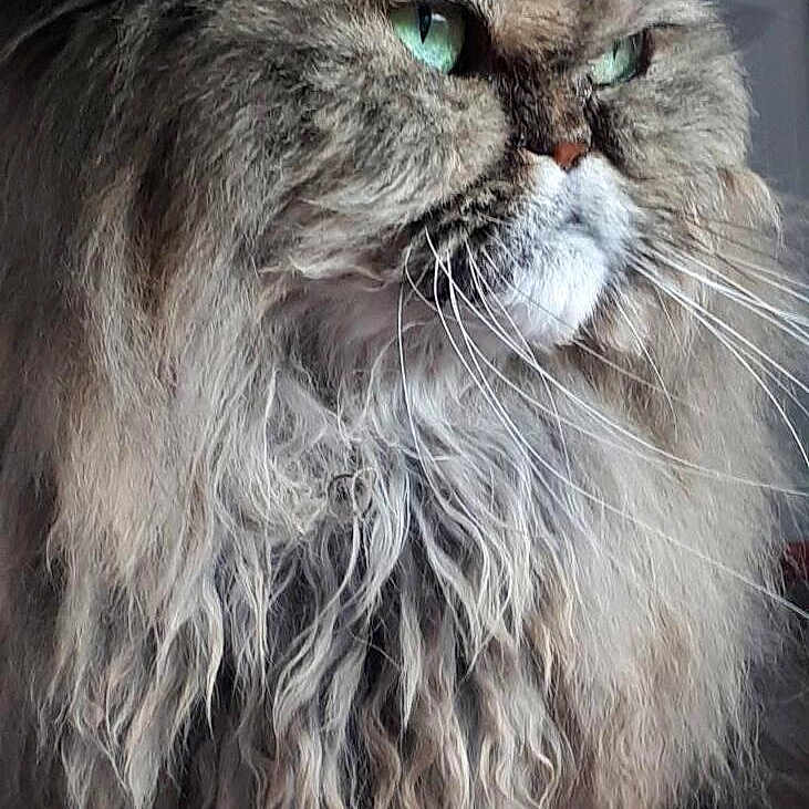 Lady participe au concours pour gagner de l'argent avec cette photo : angora, animal, bodypart, brasssection, cat, face, head, horn, kitten, lion, manx, mouth, musicalinstrument, person, pet, photography, portrait, sleeping, snout, tongue