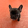 Oslo a rejoint le concours — aidez-le/la à gagner de superbes lots ! adorable, animal, black_dog, canine, companion, curious, cute, dog, domestic_animal, ears_up, floor, french_bulldog, indoor, looking_up, pet, portrait, puppy, small, whiskers, young