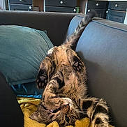 Ryuk participe au concours pour gagner de l'argent avec cette photo : cat, tabby_cat, upside_down, stretching, paws, blanket, yellow_blanket, couch, gray_couch, indoor, kitchen, cabinets, counter, household_items, relaxed, pet, fur, whiskers, cozy, home