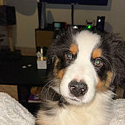 Valko a rejoint le concours — aidez-le/la à gagner de superbes lots ! puppy, dog, tricolor, close_up, indoor, blanket, fur, cute, pet, animal, living_room, television, black, white, brown, face, whiskers, domestic_animal, fluffy, young