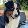 Valko a rejoint le concours — aidez-le/la à gagner de superbes lots ! dog, tricolor, outdoor, garden, table, patio, fur, tongue, chair, nature, pet, animal, canine, black, white, brown, leaf, summer, daylight, relaxed