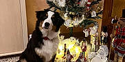 Valko participe au concours pour gagner de l'argent avec cette photo : dog, christmas_tree, holiday_decorations, floor_tiles, figurines, stuffed_animals, lights, indoors, furniture, cabinet, door, black_white_brown, pet, sitting, decor, festive, cute, tilted_head, holiday, winter