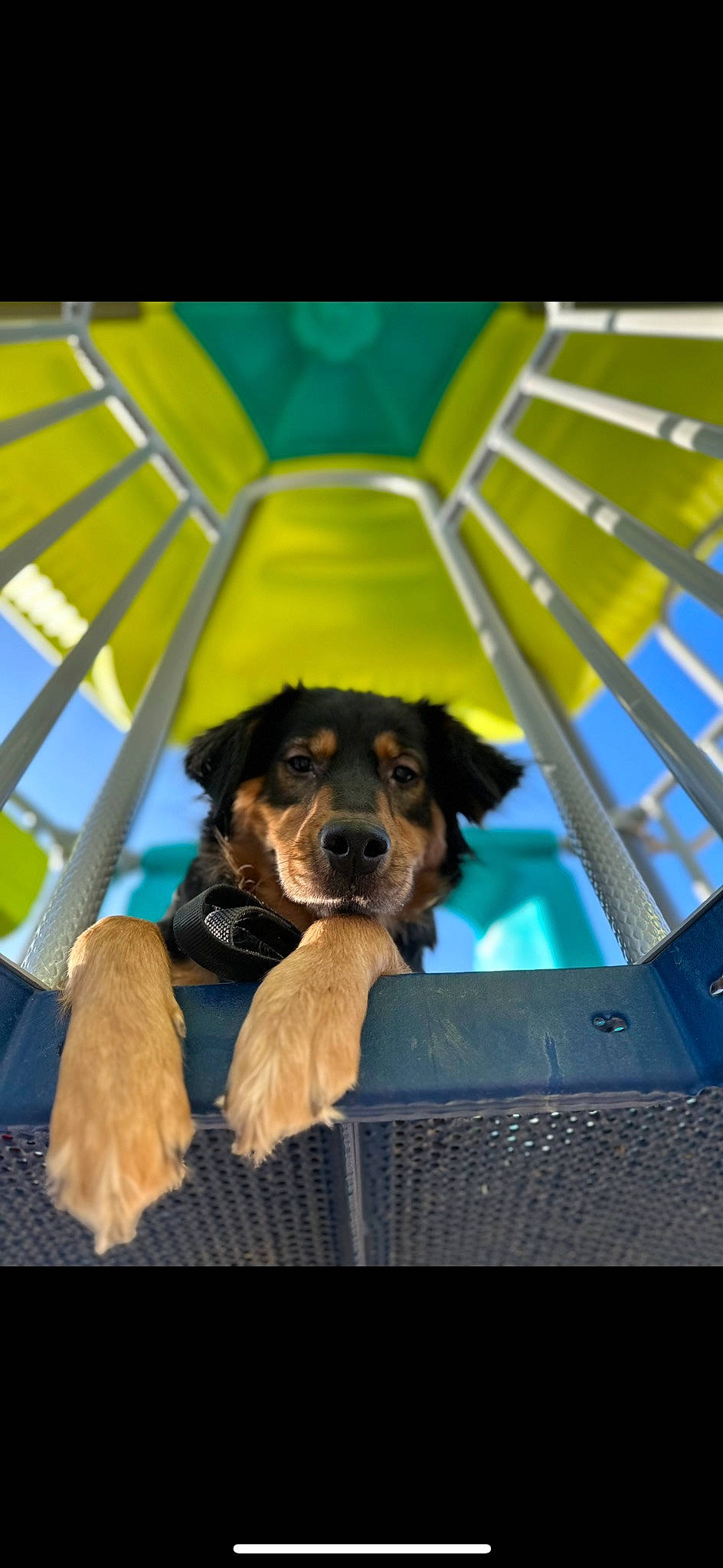 Harlo is registered to the contest to win money with this photo: canidae, carnivore, companion_dog, dog, dog_breed, electric_blue, fun, fur, guard_dog, leisure, plant, sky, sporting_group, travel, working_dog