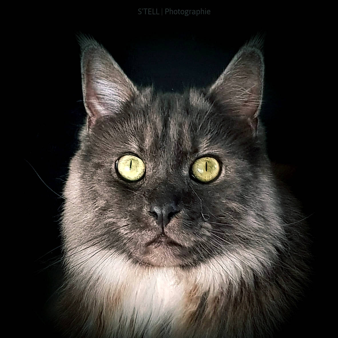 Regliss participe au concours pour gagner de l'argent avec cette photo : art, carnivore, cat, darkness, domestic_short_haired_cat, eye, felidae, fur, grey, hair, head, illustration, monochrome, monochrome_photography, small_to_medium_sized_cats, snout, still_life_photography, terrestrial_animal, whiskers, wildlife