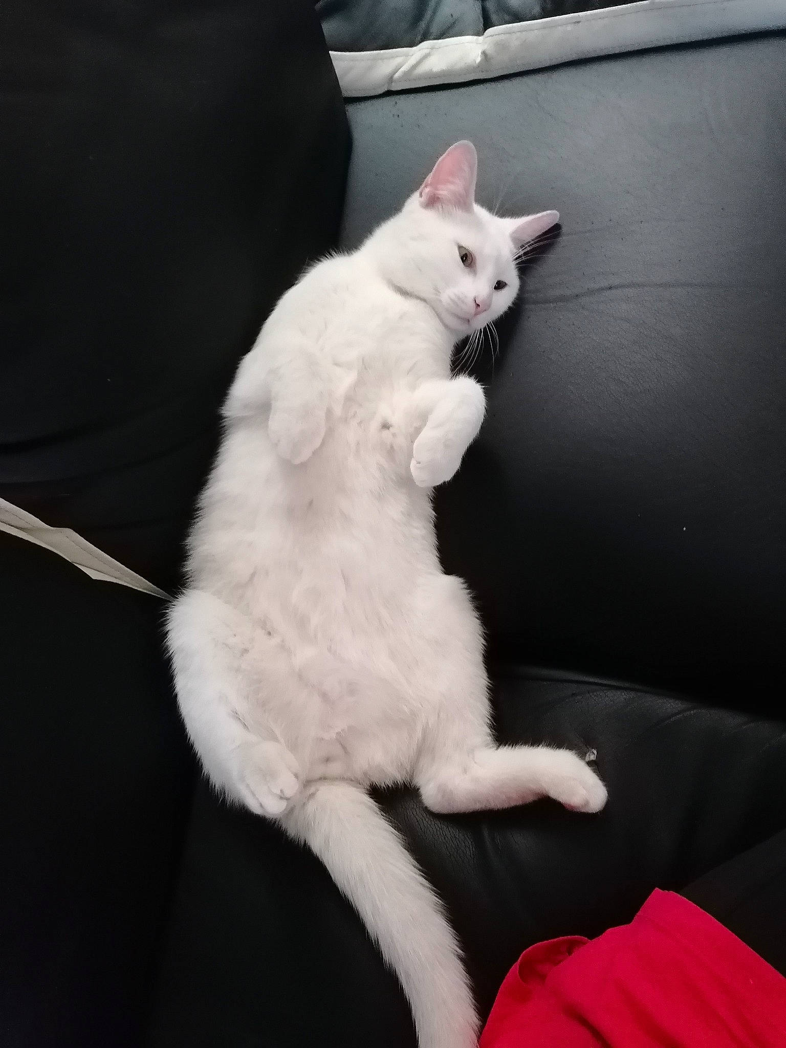 Blanco participe au concours pour gagner de l'argent avec cette photo : carnivore, cat, claw, comfort, domestic_short_haired_cat, felidae, fur, paw, sitting, small_to_medium_sized_cats, snout, tail, whiskers