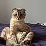 Ulky a rejoint le concours — aidez-le/la à gagner de superbes lots ! cat, fluffy, folded_ears, purple_blanket, sitting, curious, wide_eyes, tail, indoor, pet, feline, cozy, relaxed, fur, whiskers, animal, cute, portrait, bed, resting