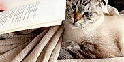 Ulky participe au concours pour gagner de l'argent avec cette photo : cat, blue_eyes, book, blanket, couch, cozy, reading, relaxed, pet, indoor, feline, fur, striped, curled_up, home, comfort, soft, animal, resting, closeup