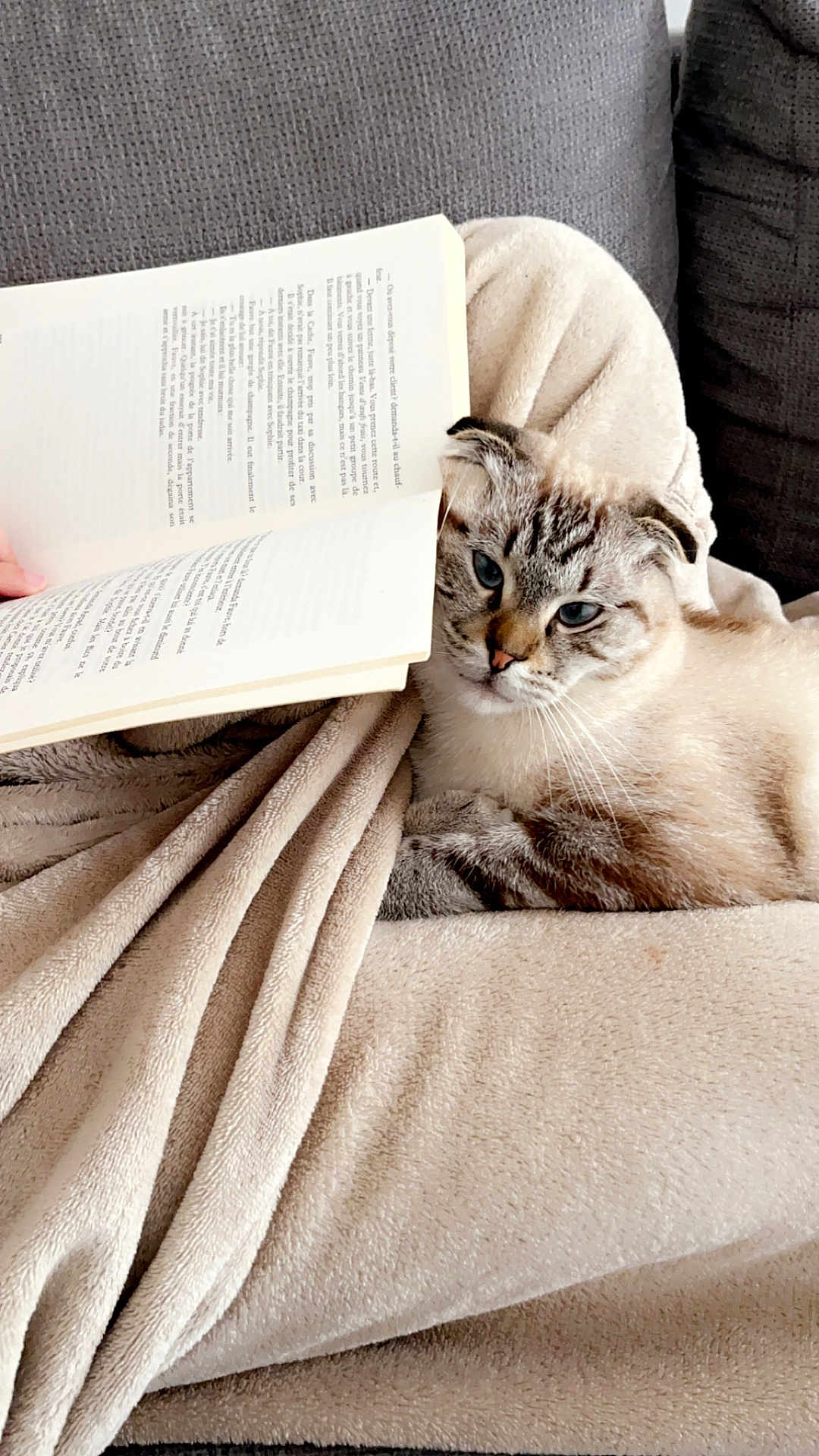 Ulky participe au concours pour gagner de l'argent avec cette photo : cat, blue_eyes, book, blanket, couch, cozy, reading, relaxed, pet, indoor, feline, fur, striped, curled_up, home, comfort, soft, animal, resting, closeup