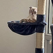 Ulky participe au concours pour gagner de l'argent avec cette photo : cat, cat_tree, hammock, indoor, pet, feline, fur, relaxing, window, home, animal, scratch_post, resting, cute, cozy, sitting, looking, light, furniture, domestic