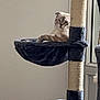 cat, cat_tree, hammock, indoor, pet, feline, fur, relaxing, window, home, animal, scratch_post, resting, cute, cozy, sitting, looking, light, furniture, domestic