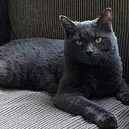 Mimie