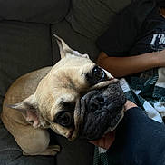 Brodie joined the competition — help win amazing prizes! animal, black_nose, blanket, brown, close_up, companion, couch, cozy, cute, dog, domestic_animal, ears, face, french_bulldog, fur, hand, indoor, looking_up, person, pet