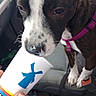 animal, brown_fur, car_interior, car_seat, close_up, cup, dog, drinking, human_hand, leash, pet, pink_harness, plastic_cup, seat, seatbelt, snout, tongue, vehicle, white_spots, window