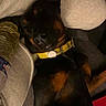 dog, puppy, black_and_tan, rottweiler, sleepy, lying_down, yellow_collar, pet, animal, indoor, sofa, couch, cushion, home, relaxed, close_up, portrait, dark_fur, brown_markings, nap