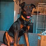 dog, black_and_tan, sitting, couch, tongue_out, collar, indoor, living_room, home, portrait, pet, animal, upright, alert, happy, brown_markings, furniture, blanket, laundry_rack, household