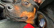 Bella a rejoint le concours — aidez-le/la à gagner de superbes lots ! dog, black_and_tan, doberman, canine, pet, animal, car, vehicle, car_interior, gearshift, dashboard, seat, harness, red_fabric, closeup, portrait, looking_at_camera, ears, fur, indoor