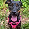 dog, black_and_tan_dog, happy, tongue_out, pink_harness, outdoor, portrait, pet, canine, standing, looking_at_camera, grass, greenery, forest, parked_car, water_bowl, nature, close_up, text_overlay, heart_emoji