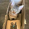 Brioche a rejoint le concours — aidez-le/la à gagner de superbes lots ! cat, tabby_cat, animal, pet, box, cardboard, packaging, amazon, indoors, floor, carpet, sitting, portrait, green_eyes, striped_fur, whiskers, ears, cute, funny, home