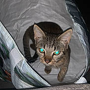 Brioche a rejoint le concours — aidez-le/la à gagner de superbes lots ! cat, tabby_cat, pet, animal, feline, green_eyes, glowing_eyes, peeking, shopping_bag, reusable_bag, paw, whiskers, ears, striped_fur, brown_fur, indoor, couch, flash_photography, curious, portrait