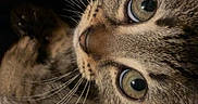 Brioche a rejoint le concours — aidez-le/la à gagner de superbes lots ! cat, tabby_cat, kitten, pet, animal, feline, whiskers, green_eyes, wide_eyes, fur, striped_fur, close_up, portrait, lying_down, indoor, dark_background, cute, curious, heart_stickers, photography