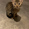 Brioche participe au concours pour gagner de l'argent avec cette photo : kitten, cat, tabby, animal, pet, feline, sitting, floor, indoor, fur, striped, ears, whiskers, eyes, tail, shadow, portrait, cute, looking_at_camera, brown